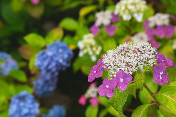 Hydrangea macrophylla (Hortensia group) flowers field blooming in natural garden background - Photo, Image