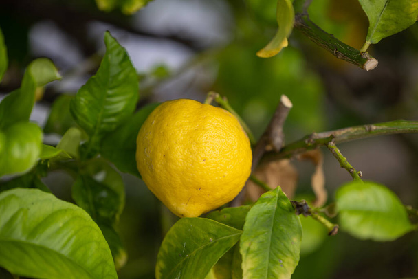 Primo piano di limoni appesi a un albero in un limoneto - Foto, immagini