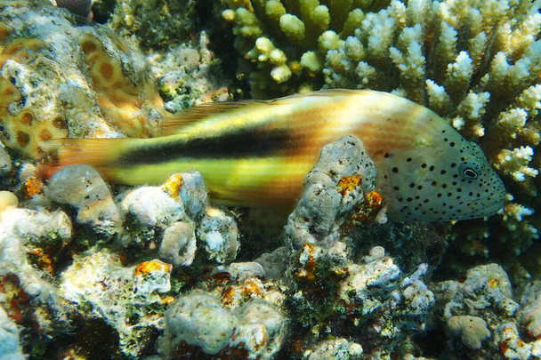 eksoottisia kaloja Punaiselta mereltä Egypti - Valokuva, kuva
