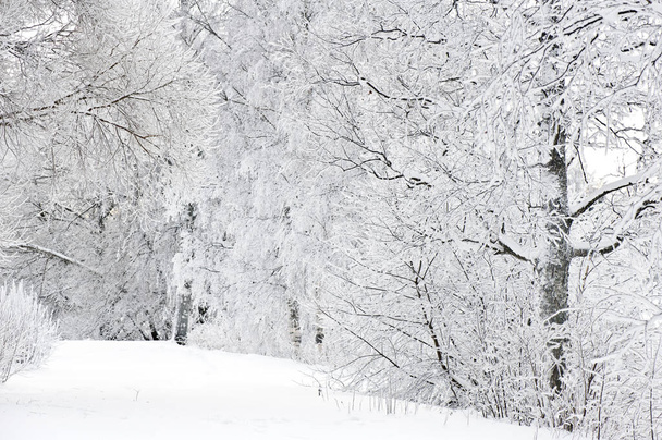 Téli táj, a hó és a fagy alá tartozó fák. - Fotó, kép