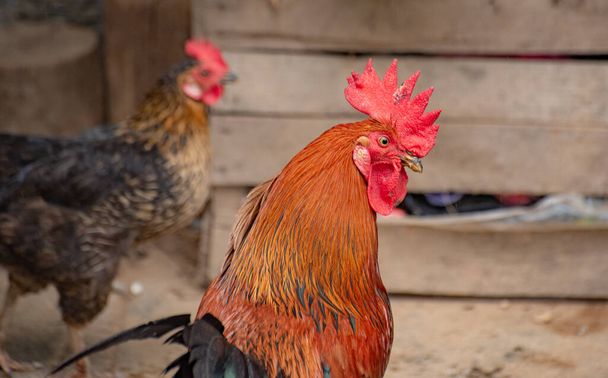 Domestic rooster in a rural yard - Foto, Imagen