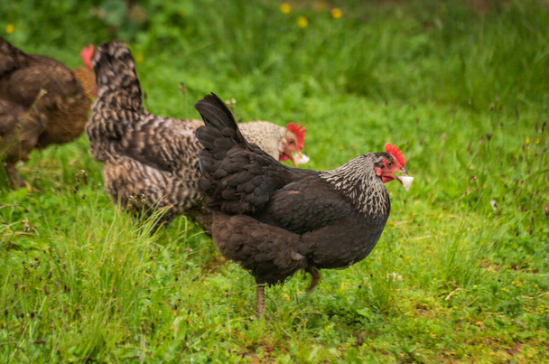 Domestic chicken in a rural yard - Foto, Imagem