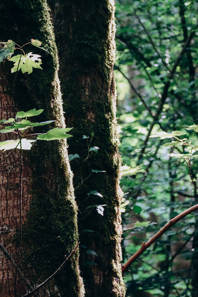 Forest close up in the Ceyrat area, near Clermont Ferrand - Fotografie, Obrázek