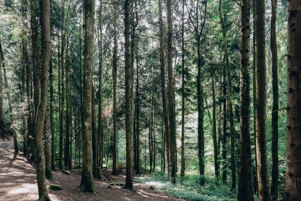 Bos en beek in het Ceyrat-gebied, in de buurt van Clermont Ferrand - Foto, afbeelding