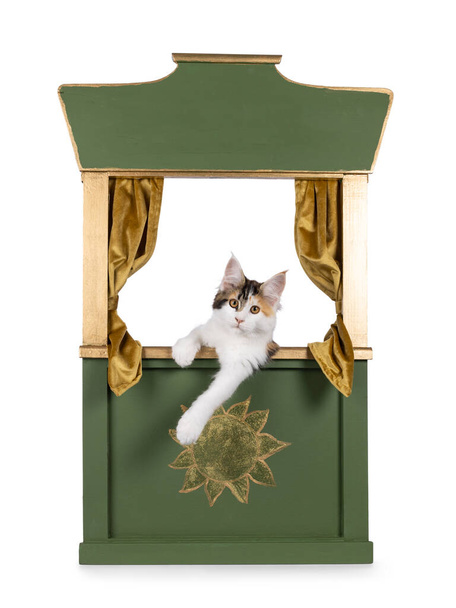Söpö Maine Coon kissa kissanpentu, roikkuu reunan yli vihreä kulta nukke teatteri. Katson suoraan kameraan. eristetty valkoisella pohjalla. - Valokuva, kuva