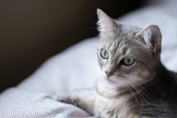 серая полосатая кошка лежит на кровати в домашнем интерьере. Выборочный фокус, копировальное пространство - Фото, изображение