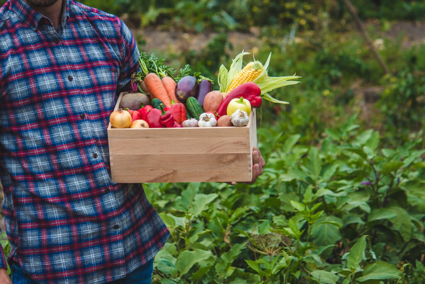 Erkek çiftçi taze sebzelerle dolu bir kutu tutuyor. Seçici odaklanma. Doğa - Fotoğraf, Görsel