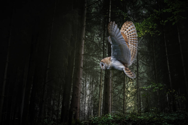Malá sova letí lesem mezi stromy.. - Fotografie, Obrázek