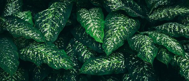 Close up green leaves texture and abstract background., Concepto de fondo natural., Tono oscuro., Hoja tropical. - Foto, Imagen
