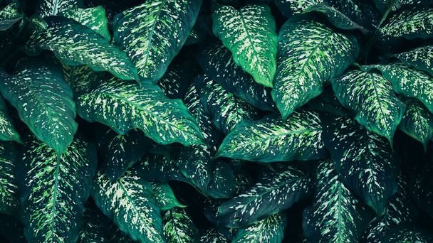Close up green leaves texture and abstract background., Concept of nature background., Dark tone., Tropical leaf. - Foto, afbeelding