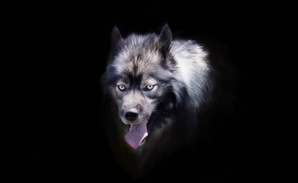 Portrait The Keeshond was previously known as the Dutch Barge Dog - Foto, imagen