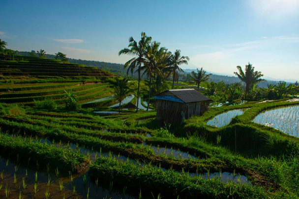 Atardecer tiempo arrozales, hermoso paisaje, indonesia - Foto, imagen