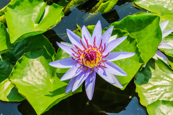 Lotus fleur - Photo, image