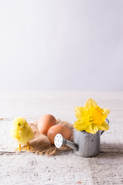 Uova di Pasqua con pollo e narciso
 - Foto, immagini