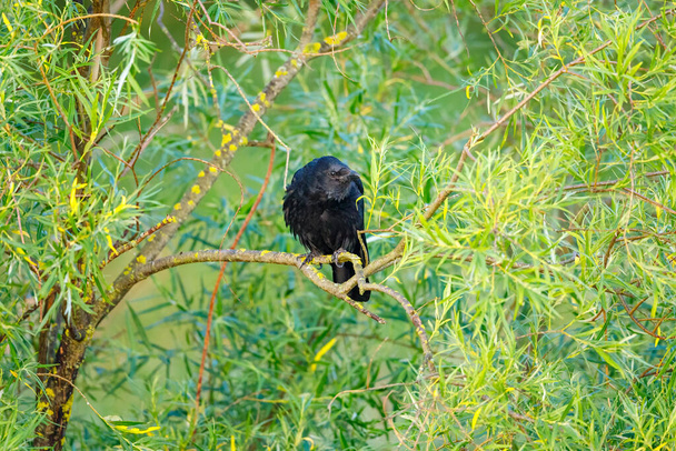 A black Raven in the wild - Photo, Image