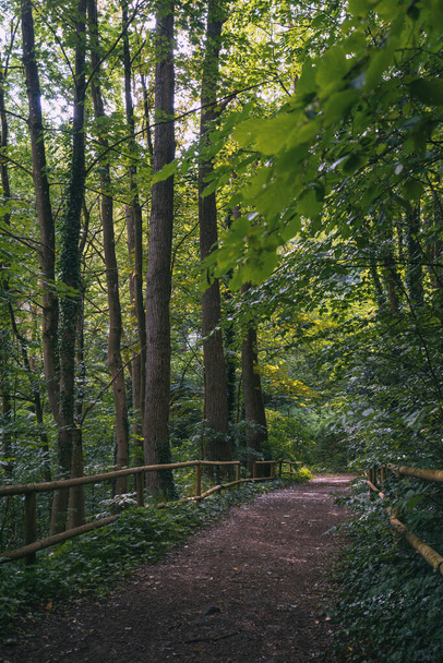 a path in the forest with a path Marburg - Foto, Imagen