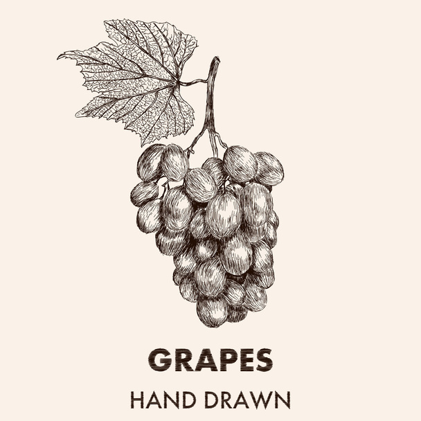 Croquis grappe de raisins avec une feuille. Illustrations vectorielles dessinées à la main
 - Vecteur, image