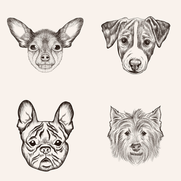 Sketch Bulldog Terriers. Hand drawn realistic faces of dogs vect - Vector, Image