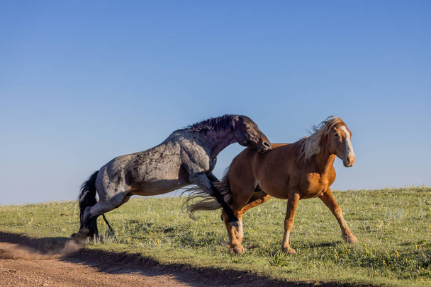 pár divokých koňských hřebců bojujících v letních měsících v Pryor Mountains Montana - Fotografie, Obrázek