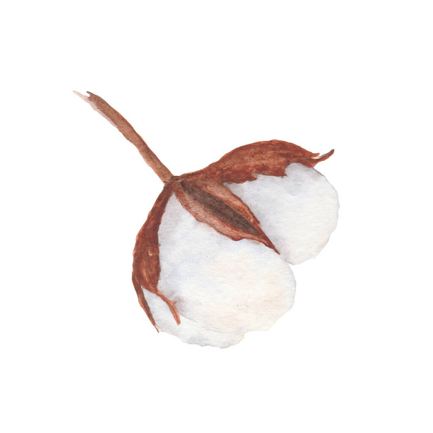 Cotton boll illustration isolated on white background. Hand-drawn watercolor drawing. Suitable for use in the design of textiles, labels, cards, invitations - Foto, Bild
