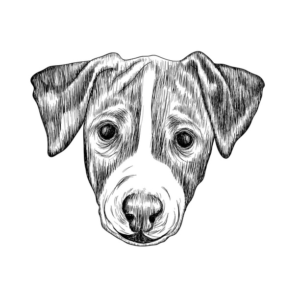 Szkic Jack Russell Terrier pies. Ilustracja. - Wektor, obraz