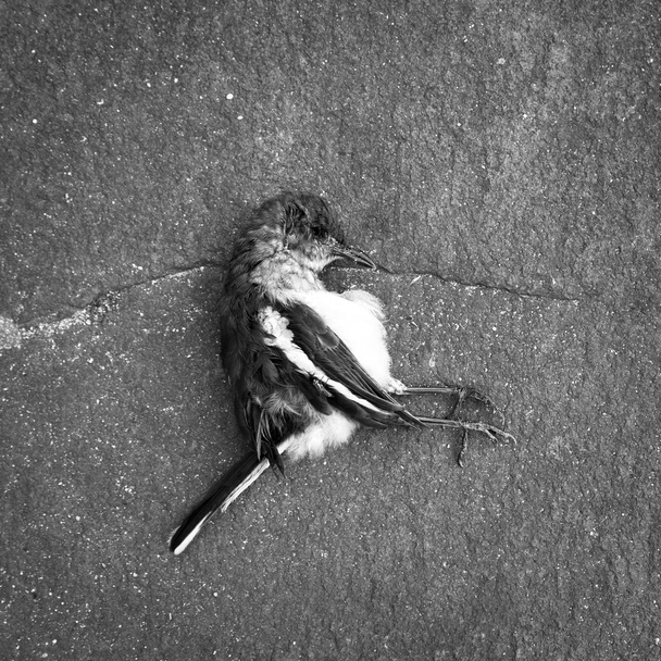 Мертвий птах на цементній підлозі
 - Фото, зображення
