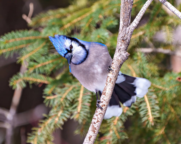 Blue Jay close-up view perched on a branch with a blur soft background in the forest environment and habitat surrounding displaying blue feather plumage wings. Jay Picture. Portrait. - Фото, зображення