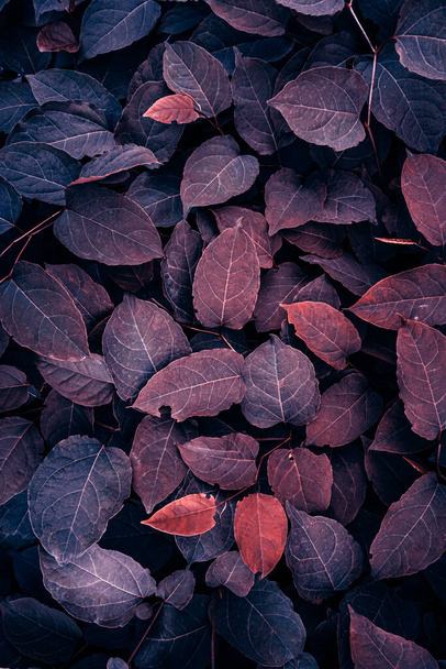 red japanese knotweed plant leaves in autumn season, red background  - Photo, Image
