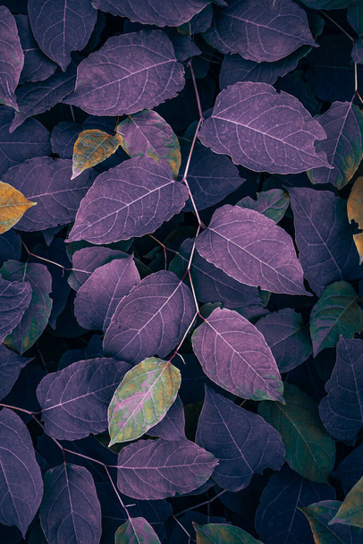 purple japanese knotweed plant leaves in autumn season, purple background - Photo, Image