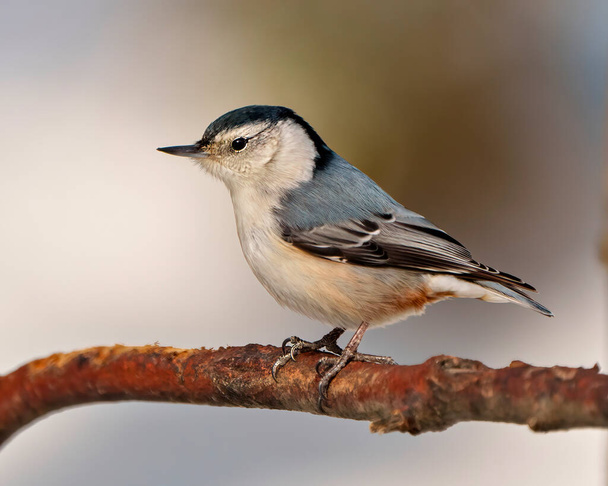 White-breasted Nuthatch side view perched on a tree branch with a blur background in its environment and habitat surrounding. Nuthatch Portrait. - Foto, imagen