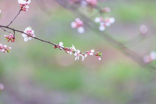 ramos de cereja florescentes - Foto, Imagem