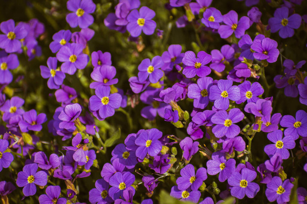 Lebendige violette Garten aubrieta blüht, Natur Hintergrund mit Kopierraum - Foto, Bild