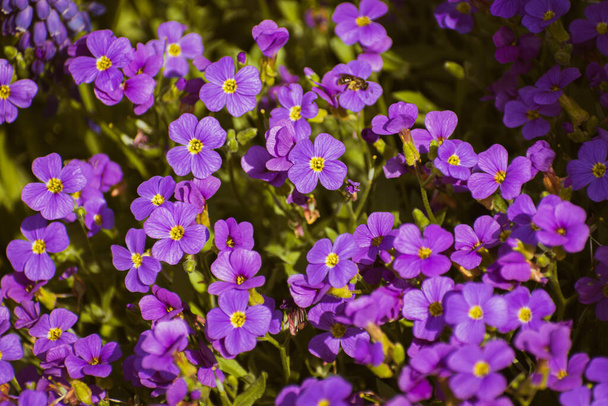 Levendige violette tuin aubrieta bloeien, natuur achtergrond met kopieerruimte - Foto, afbeelding