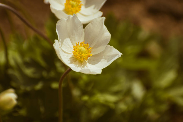 Śnieg Anemon (Anemone sylvestris), biały kwiat kwitnący, tło natury z miejsca kopiowania - Zdjęcie, obraz
