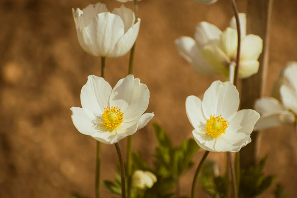 Snowdrop Anemone (Anemone sylvestris), white flower blooming, nature background with copy space - Photo, Image