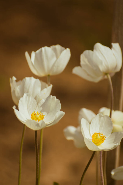 Śnieg Anemon (Anemone sylvestris), biały kwiat kwitnący, tło natury z miejsca kopiowania - Zdjęcie, obraz