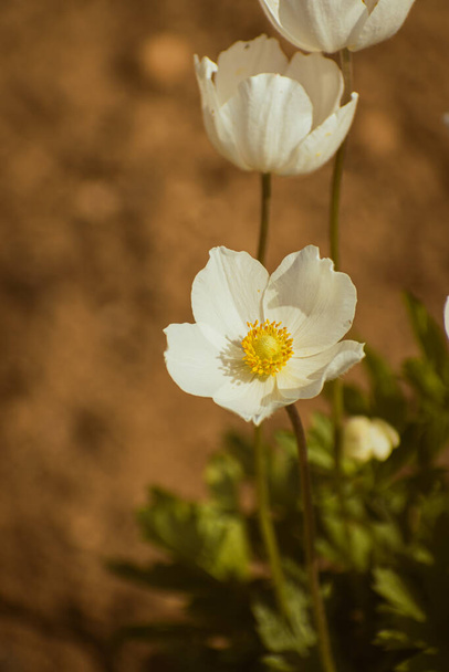 Snowdrop Anemone (Anemone sylvestris), white flower blooming, nature background with copy space - Photo, Image