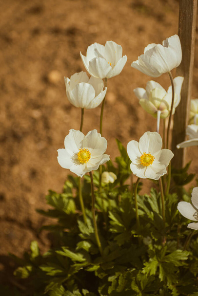 Schneeglöckchen-Anemone (Anemone sylvestris), weiße Blume blüht, Natur Hintergrund mit Kopierraum - Foto, Bild