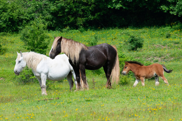 Horses with foal in a pasture in springtime in Croatia. - Photo, Image