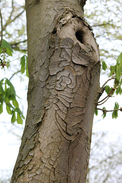 Вертикальное изображение вихревой коры на стволе серого дерева с листвой. Высокое качество фото - Фото, изображение