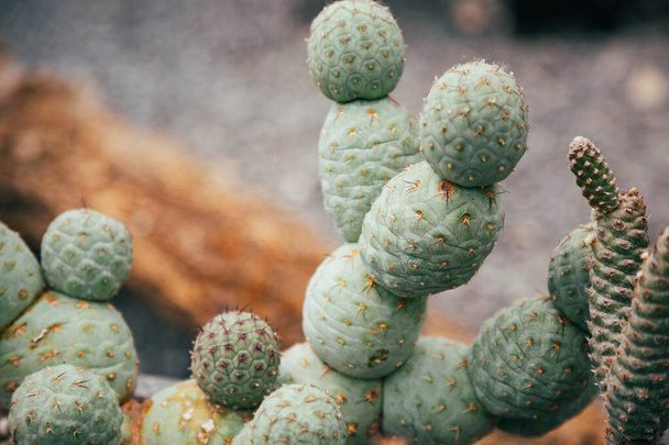 Fragment of exotic cactus Tephrocactus geometricus on gray background. - Photo, Image