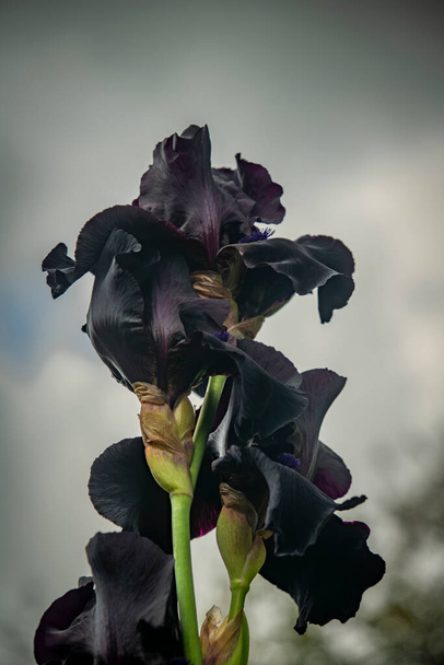 Iris flower with violet blossom in cloudy fresh gray day in big mountains - Photo, Image