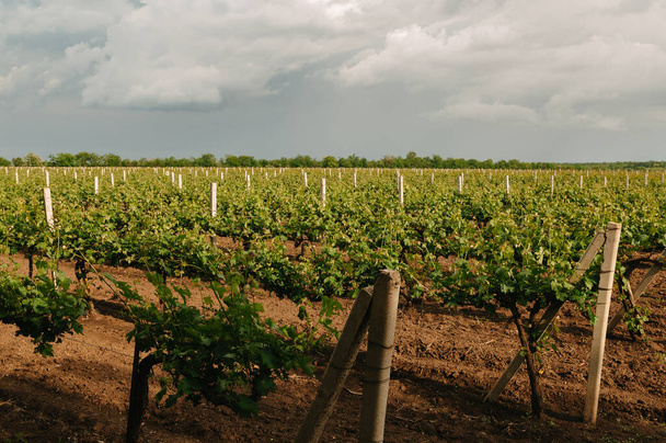 Beautiful shot of some well cared green vineyard on a sunny day in late spring. - Photo, Image