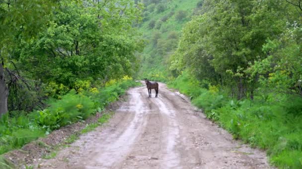 A horse standing calmly in the middle of a road in Sary Chelek Nature Reserve in Kyrgyzstan, highlighting the importance of preserving the natural beauty and biodiversity - Footage, Video