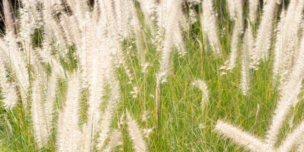 Fountain grass or pennisetum alopecuroides - Photo, Image