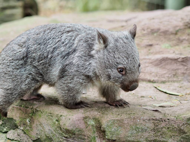betoverende jonge wombat met heldere ogen en grove vacht. - Foto, afbeelding