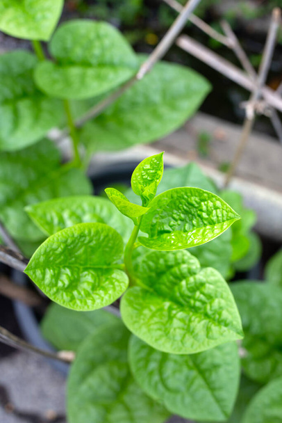 Ceylon spinach or basella rubra linn - 写真・画像