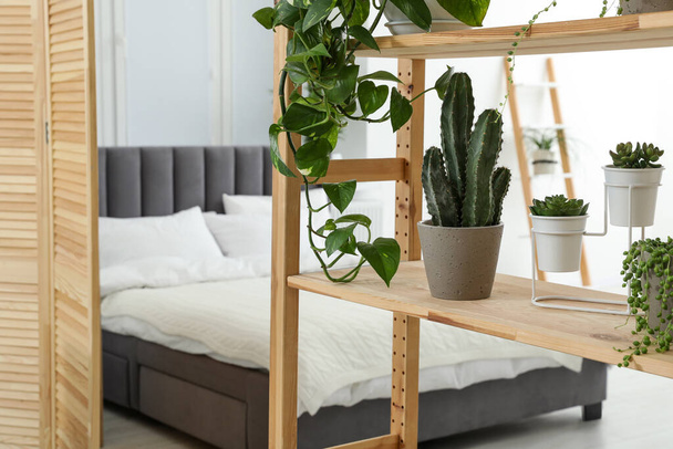 Stylish room with different potted green plants on shelving unit and comfortable bed - Fotografie, Obrázek