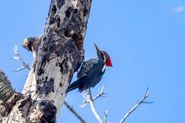 Pájaro carpintero macho en el tronco, buscando una comida (Pica-pau de Banda Branca, Dryocopus lineatus) - Foto, imagen