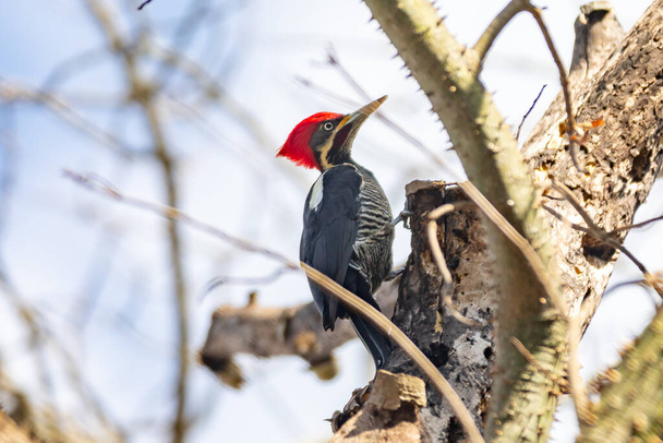 Male Lineated Woodpecker on the Trunk, looking for a Meal (Pica-pau de Banda Branca , Dryocopus lineatus) - Foto, Imagen